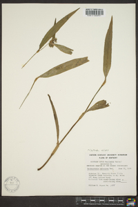 Tradescantia subaspera image