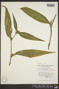 Tradescantia subaspera image