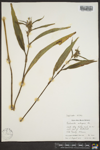 Tradescantia subaspera image