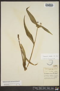 Tradescantia subaspera image