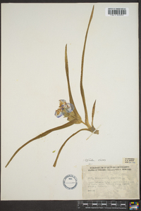 Tradescantia virginiana image