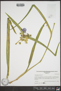 Tradescantia virginiana image