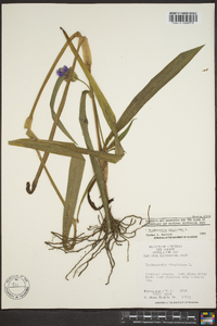 Tradescantia virginiana image