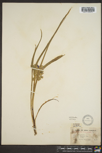 Tradescantia virginiana image