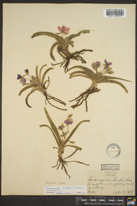 Tradescantia tharpii image