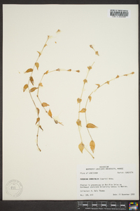 Phyodina cordifolia image