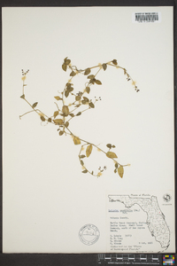 Leiandra cordifolia image