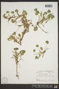 Heteranthera reniformis image