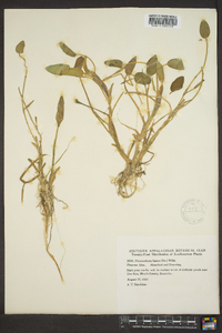 Heteranthera limosa image