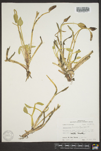 Heteranthera limosa image