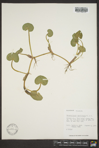 Heteranthera reniformis image