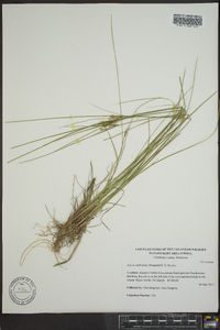 Juncus anthelatus image