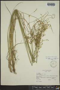 Juncus anthelatus image