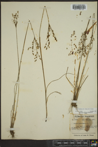 Juncus anthelatus image