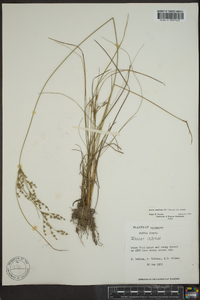 Juncus anthelatus image