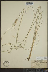 Juncus anthelatus image