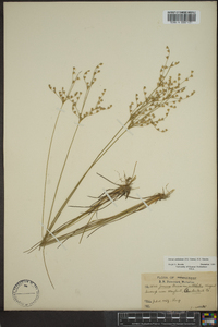 Juncus anthelatus image