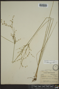 Juncus anthelatus image