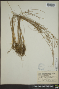 Juncus anthelatus image