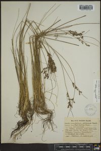 Juncus anthelatus image