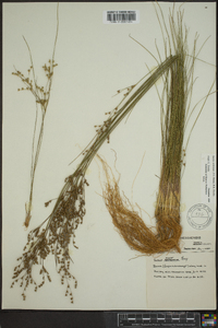 Juncus anthelatus image