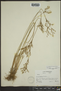 Juncus anthelatus image