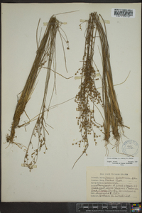 Juncus anthelatus image