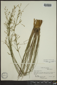 Juncus anthelatus image