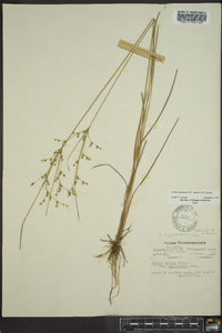 Juncus anthelatus image