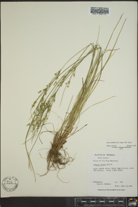 Juncus anthelatus image