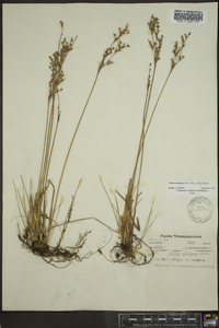 Juncus anthelatus image