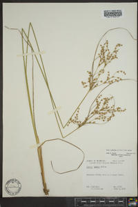 Juncus anthelatus image