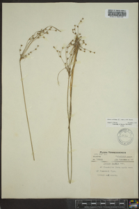 Juncus anthelatus image