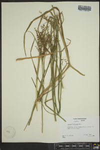 Juncus biflorus image