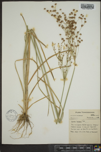 Juncus biflorus image