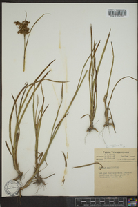 Juncus biflorus image