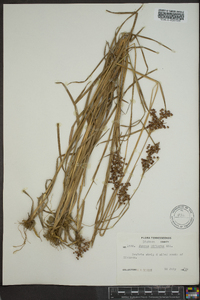 Juncus biflorus image