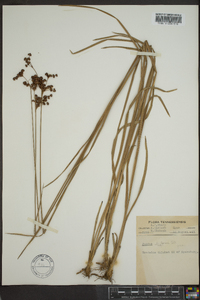 Juncus biflorus image