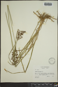 Juncus biflorus image