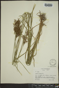 Juncus biflorus image