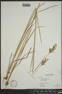 Juncus biflorus image