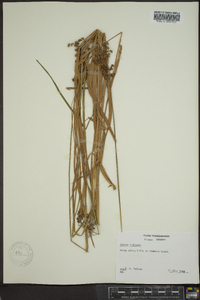 Juncus biflorus image