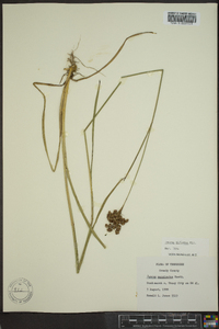 Juncus biflorus image