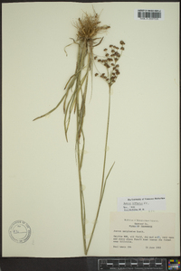 Juncus biflorus image