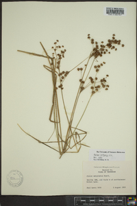 Juncus biflorus image