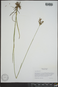 Juncus biflorus image