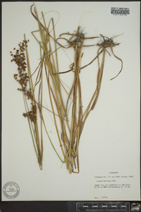 Juncus biflorus image