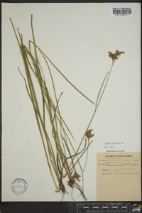 Juncus biflorus image