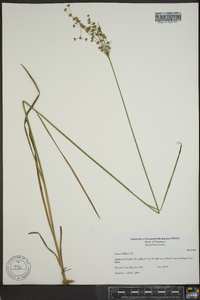 Juncus biflorus image