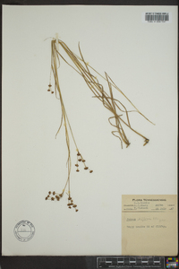 Juncus biflorus image